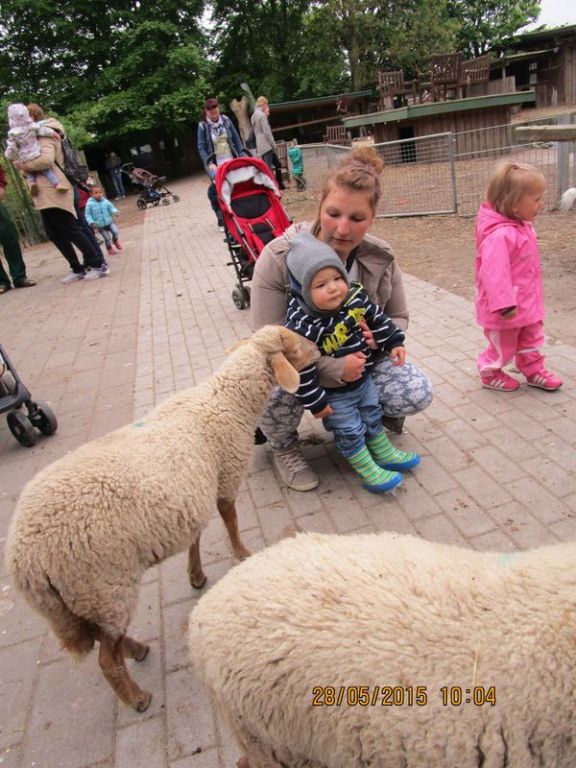 Noch etwas spektisch schauter der Junge aus der Krippe sich die Schafe an
